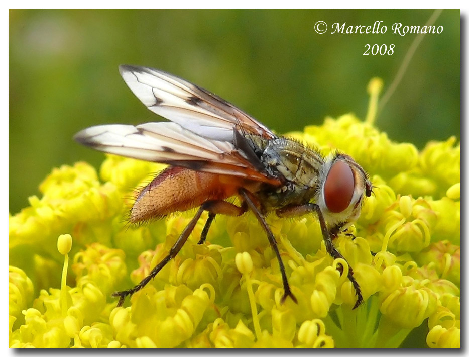 Una Ectophasia crassipennis (?) fotografata a Segesta (TP)